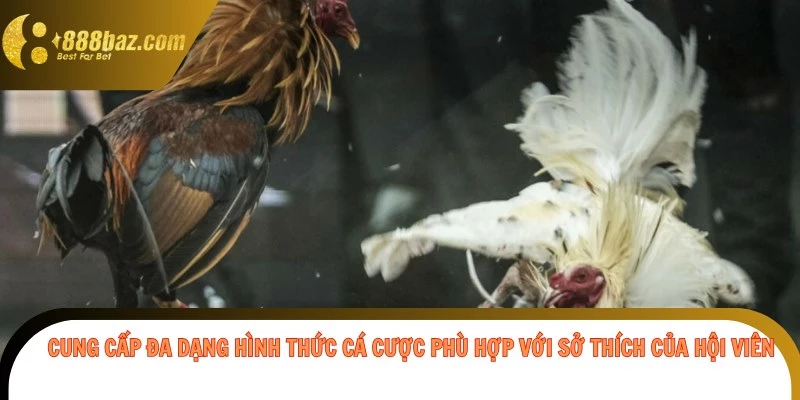 Cung cấp đa dạng hình thức cá cược phù hợp với sở thích của hội viên