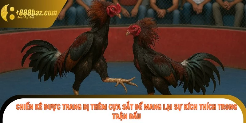 Chiến kê được trang bị thêm cựa sắt để mang lại sự kích thích trong trận đấu