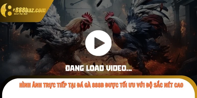 Hình ảnh trực tiếp tại Đá Gà 888b được tối ưu với độ sắc nét cao